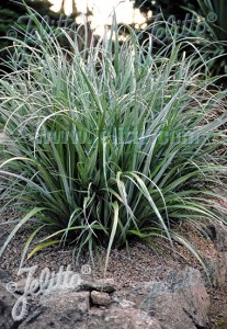 gab025 Astelia banksii